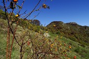 15 Rosa canina con anticima Zucco Maesimo